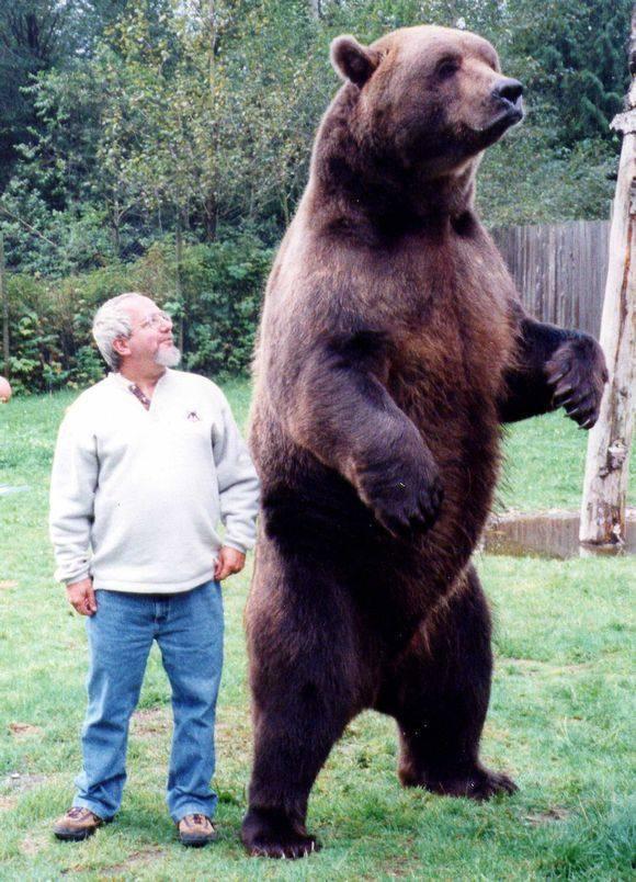 人类真的能够杀死棕熊吗?