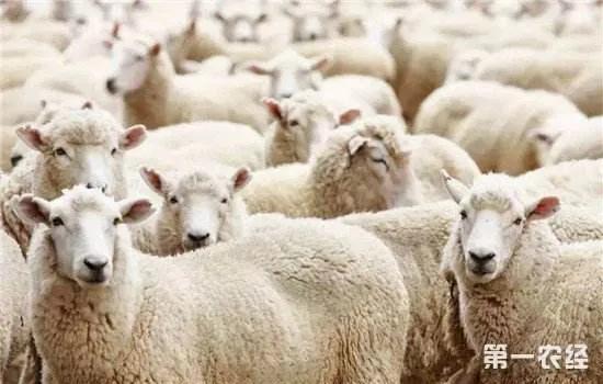 新疆羊肉为啥基本没膻味，为什么有的羊肉没有羊肉味