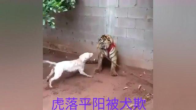 属虎的人城府深吗，属虎的人为什么会被当猴耍？