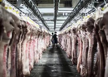 猪肉市场需求分析，猪几个月就出栏，已经一年了，为什么猪肉价格还居高不下