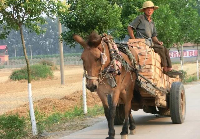 为什么骡子怀孕必死?-哆啦a梦oo的回答-头条问答