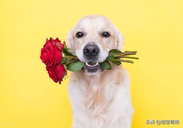 怎么给猫咪打针视频:养了1年多的猫，治病要花2万，铲屎官会救吗？