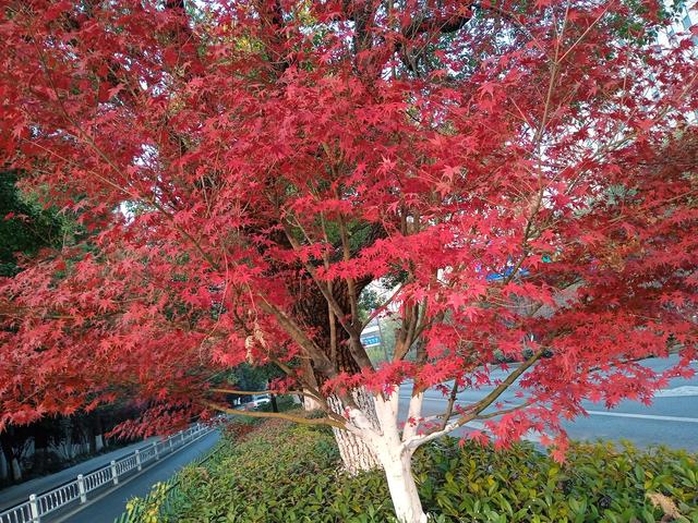 下过乡的知青现在都在做啥呢？插图7