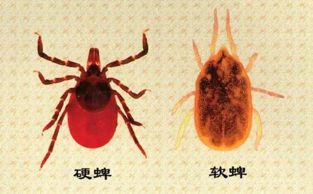 猫蜱虫叮咬后伤口图片:河南信阳3人因蜱虫病逝，曾为去世者穿寿衣，夺命蜱虫如何自救？
