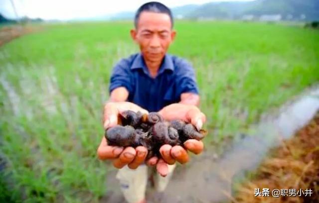 何方神圣:福寿螺入侵我国不到50年，但农民已叫苦连天，它是何方神圣？