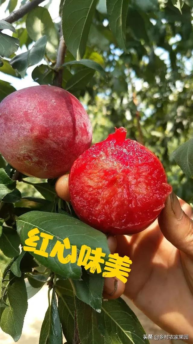 头条问答 - 红香妃李子是红肉杏李吗?比恐龙蛋好吗?(2个回答)