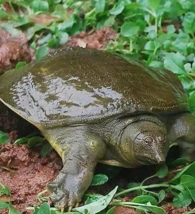 野生水鱼图片:大家在野外钓鱼时，有没有钓到过超过二十斤的野生大甲鱼？