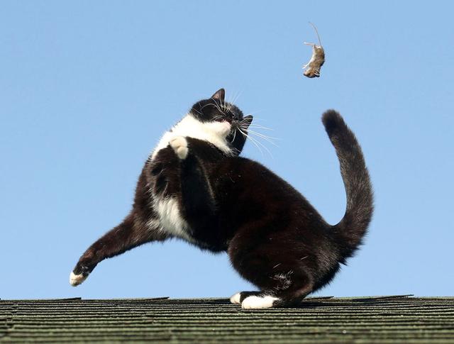 猫和:猫和老鼠有什么让你佩服的地方吗？ 猫和老鼠