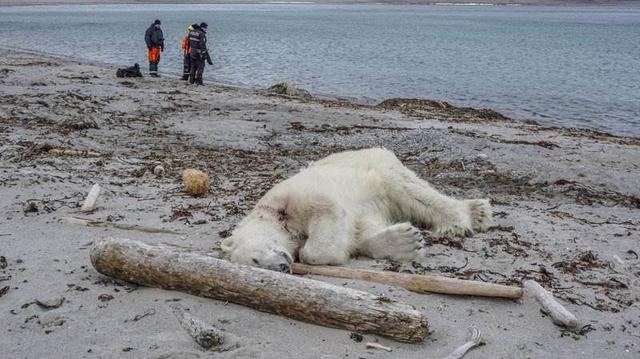 英国北极熊克努特:北极熊会不会伤人？遇到北极熊躲在车里是否安全？