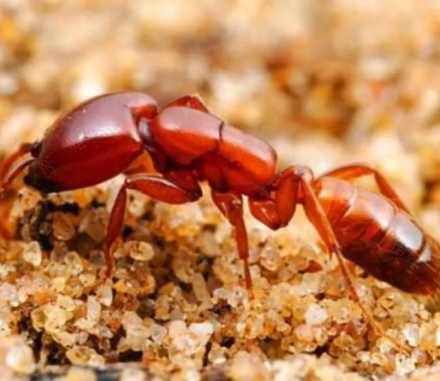 恐怖农场免费观看，南美洲食肉蚁是“人兽通吃”，这是真的吗？