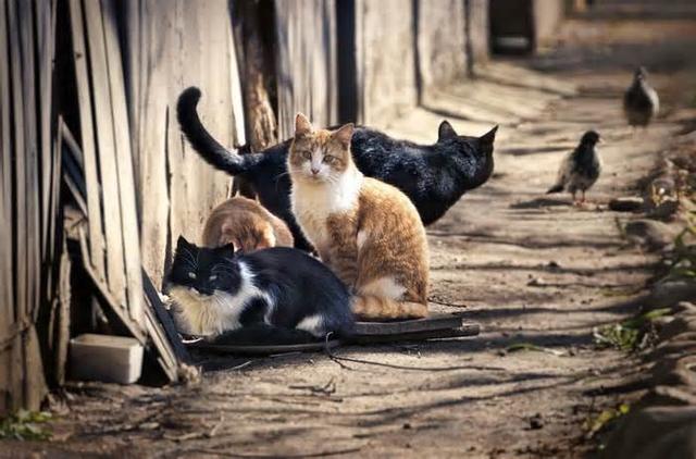 日本猫岛的猫可以抱走吗:如果把15只公猫，15只野猫放在一个淡水岛，两年以后会怎样？