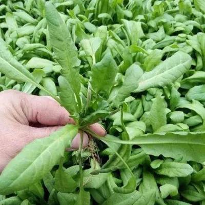 有哪些口味比较好的野菜?