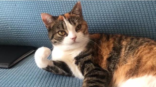 怎么确定猫咪认主人了:猫咪是怎么知道主人在家和不在家的？
