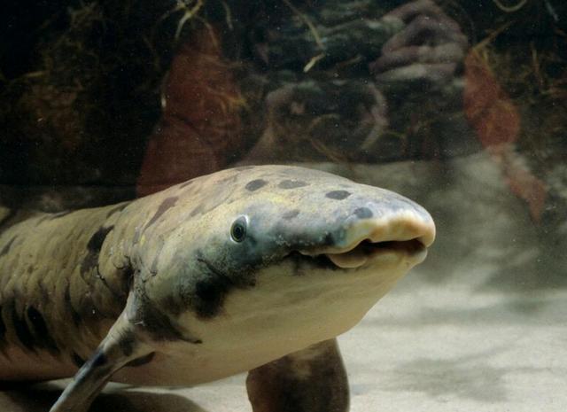 鱼的寿命有多久？有没有人见过鱼老死？插图42