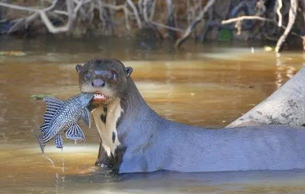 水獭是不是猫科动物:为什么说水獭是水中平头哥，在亚马逊河谁能打的过水獭，为什么？