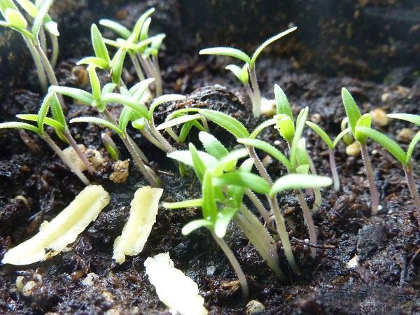花椒籽播种前需要怎么处理，花椒籽怎么处理才出芽率高，出苗快