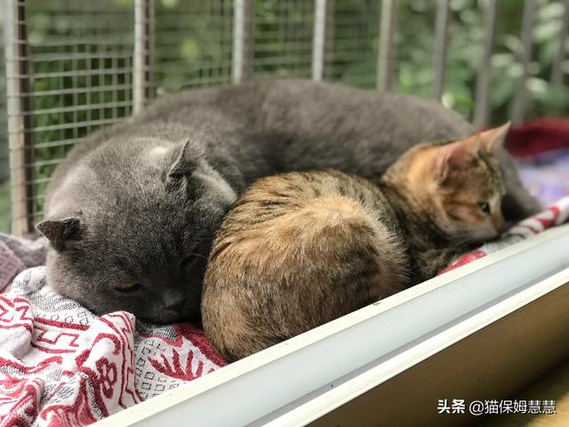 收养流浪猫:收养的流浪猫变成累赘，该怎样处理？