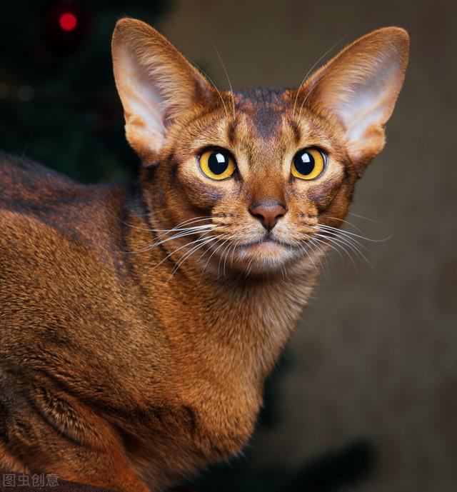 猫惊尸:人去逝后为什么不充许猫从身上跳过？有什么讲究？