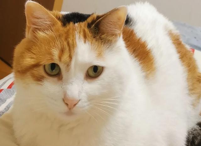 为什么猫更喜欢跟女主人玩耍？插图23