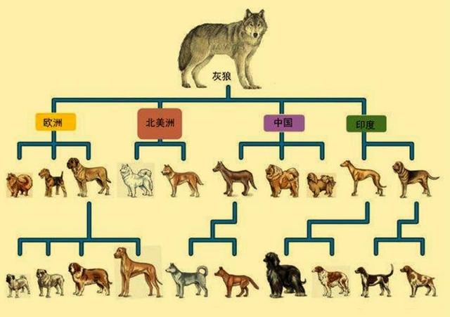 澳洲野犬:我国的《动物保护法》为什么不包含猫、狗、猪、羊、驴、牛？