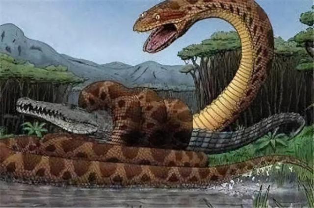 巨蛇，4米大蛇现身三亚，偷吃羊羔！蟒蛇在美国泛滥，为何我国要保护