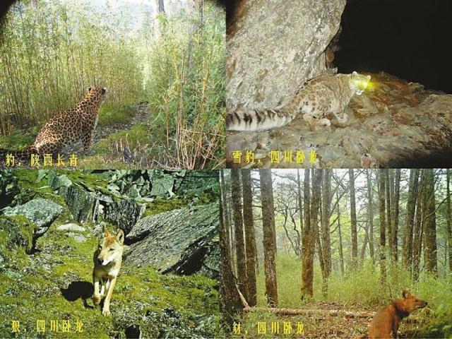 无知熊猫图:这种熊猫香烟价格大约在多少钱？