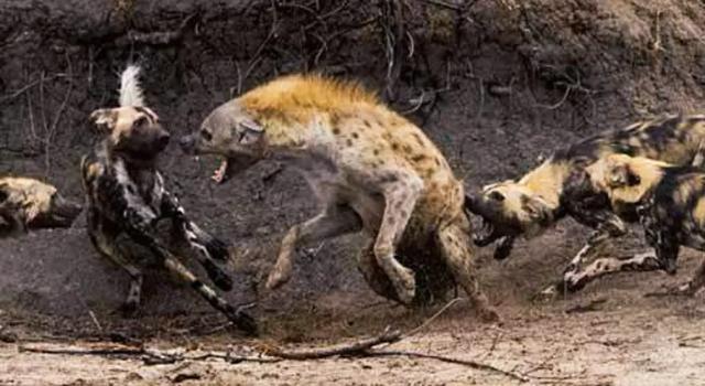 斑鬣狗属于猫科吗:雄狮为什么能分辨出鬣狗王？