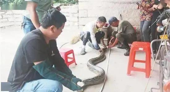中国最吓人的一条巨蛇，巨蟒有多可怕普通人在野外遇到巨蟒该如何求生