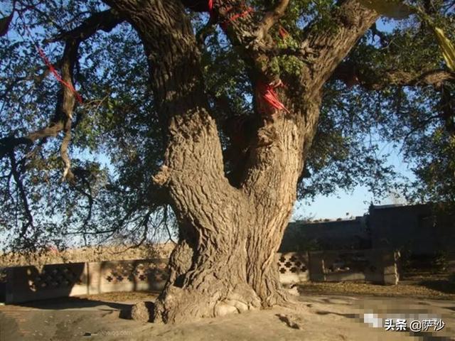 贫困时期农民都是怎么吃榆树皮的，过去，农村做面条榆叶当菜挺好吃，现在你还吃榆树叶面条吗