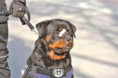 德国大丹犬:如果把20只作战的警犬放进非洲大草原里，它们能存活一个月吗