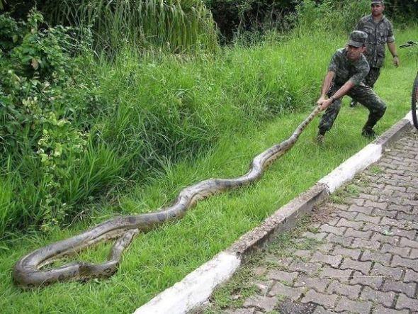 四川发现一条罕见巨蟒，你听过特大型蟒蛇的事件吗