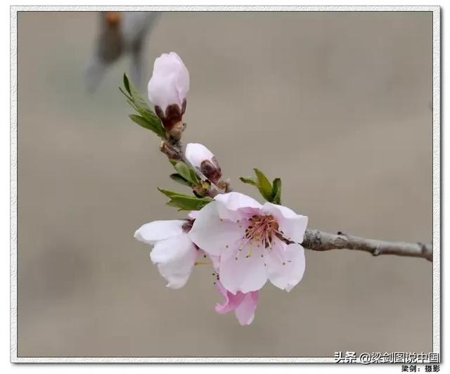 空间宠物奥斯卡鲜花:在酒吧喊一次“这轮酒我请”大概得花多少钱？