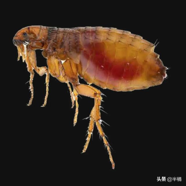 跳蚤怕什么天气:跳蚤怕什么气味 跳蚤怕水啊还是怕高温啊？