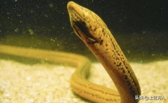 望月鳝是真的吗(鳝大成蛇是有依据的吗)