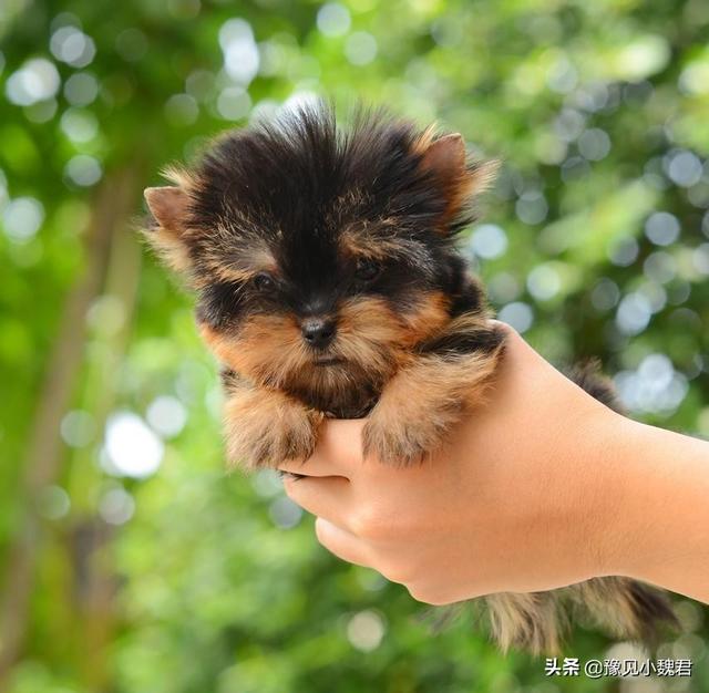 守望犬是什么意思:为什么说：购买茶杯犬就是作恶？可爱的茶杯犬为什么不能养？