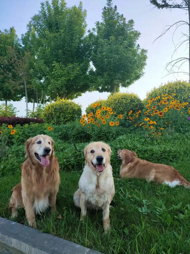 养狗之后，家里为什么会那么臭？插图11