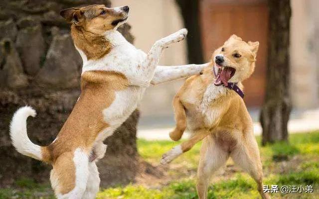斗狗打架视频:狗狗打架的真正原因是什么？