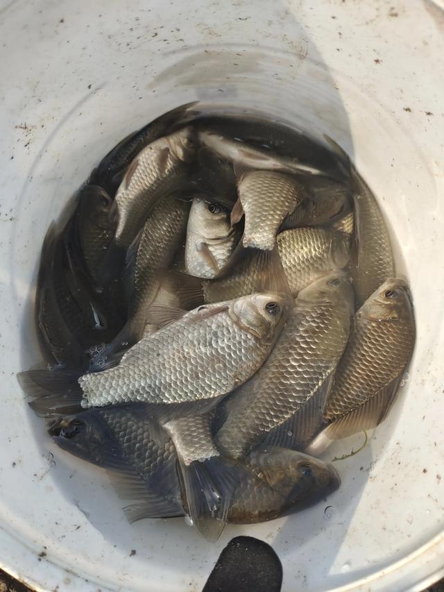 鲫鱼明明刺多,可为什么钓到鲫鱼比钓到其它鱼明显要高兴得多?-惠修网