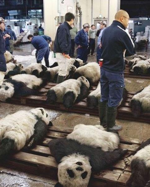 四川大熊猫误入水电站落水:四川和秦岭都有野生大熊猫，不怕被别人偷偷运到国外吗？