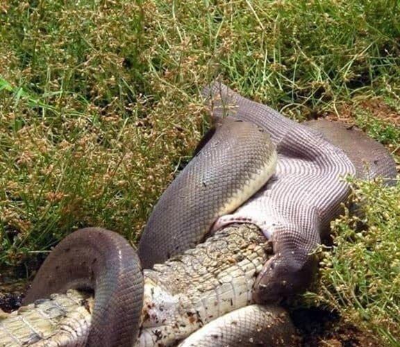 世上最吓人的一条蛇，进了巨蟒肚子还可能活着出来吗在野外遭到巨蟒袭击该如何应对