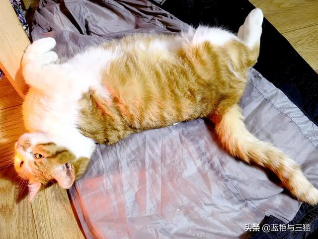 愤怒的猫咪下载:有哪位网友能分享一下交易猫的经历吗？