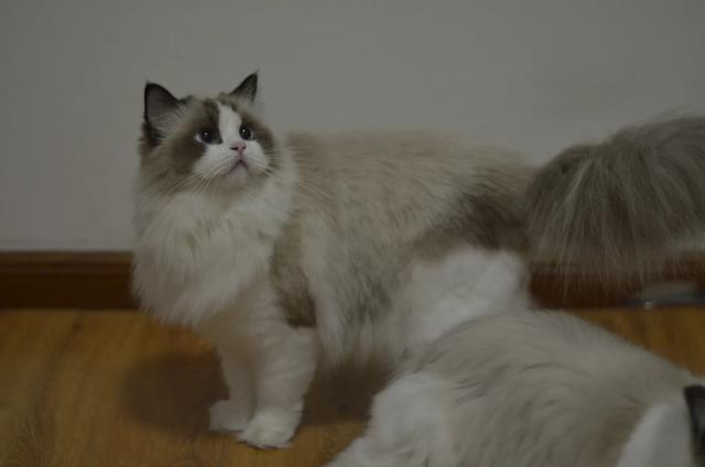 布偶猫园:家里的布偶喵不睡窝、纸箱只睡地上怎么办？