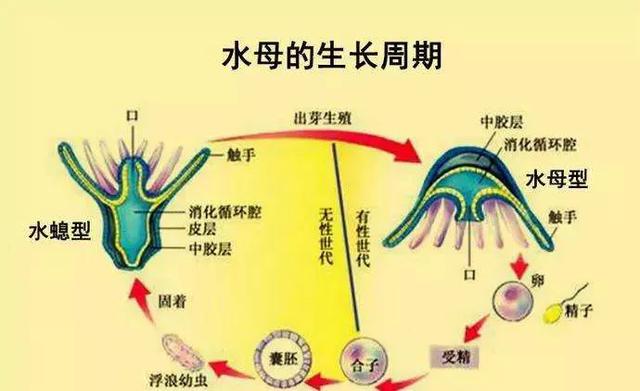 鱼的寿命有多久？有没有人见过鱼老死？插图29