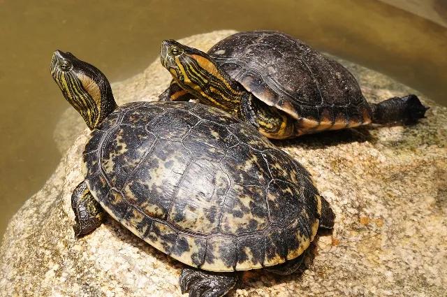 甲鱼王八乌龟有什么区别 - 实验室设备网