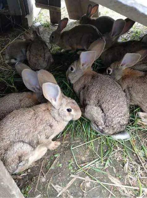 獭兔的养殖成本:有3万元在农村养兔怎么样？可行吗？