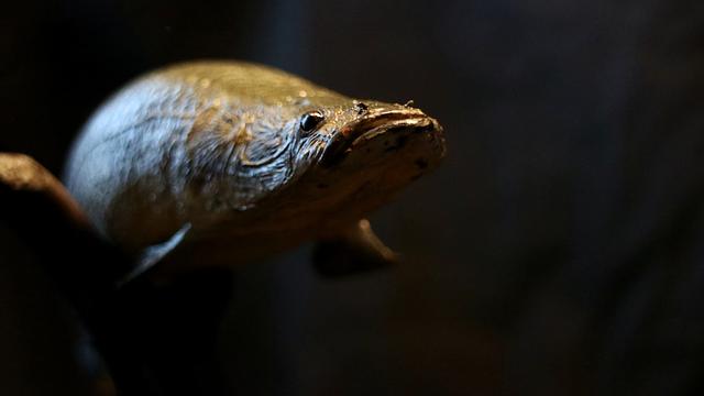 巨骨舌鱼是保护动物吗，亚马孙河流域中，水獭实力能排在第几位？