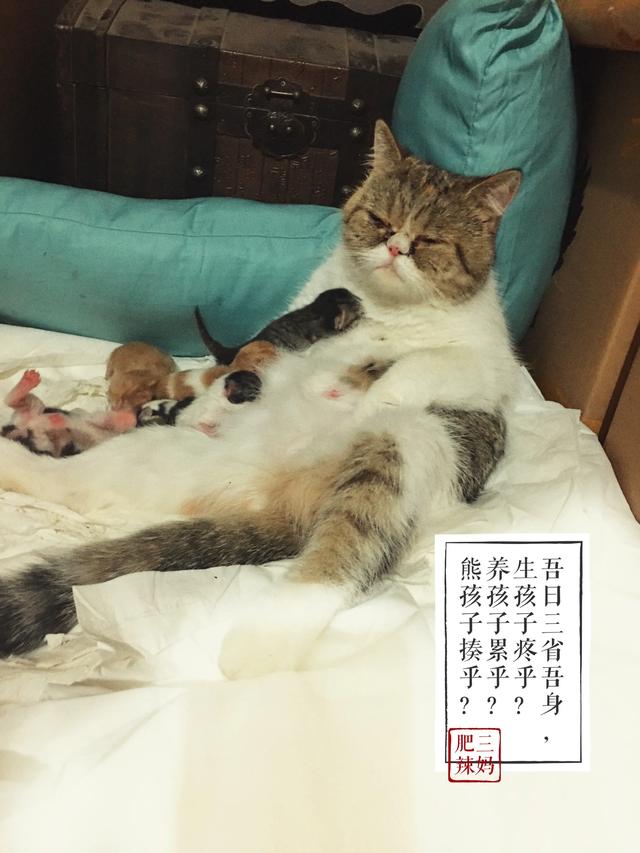 现在的家养猫一辈子不出门对他们来说真的好吗？插图18