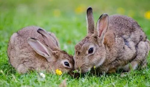 兔子繁殖快，农村为什么不养殖兔子致富