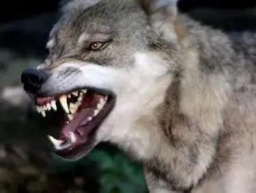 澳洲野犬 百科:狼这么凶猛，为何还会怕驴呢？ 澳洲野犬纪录片