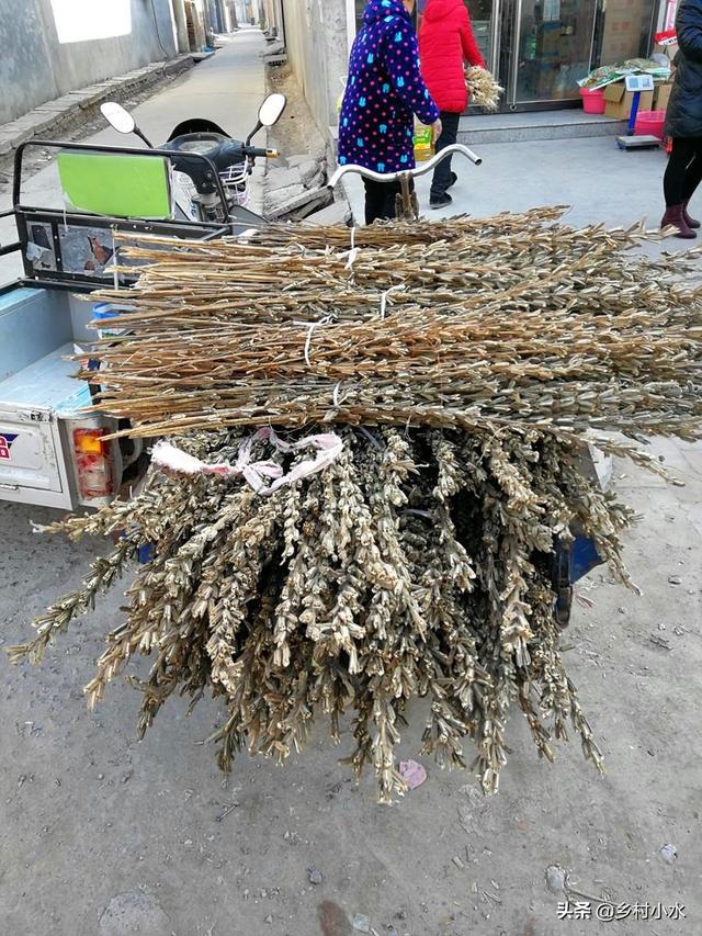 农村人用来烧火的芝麻杆,如今有人高价收购,这东西能用来干嘛？